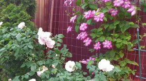 24 июня 2021. Цветение роз Шарифа Асма, Латин Понпон, Принцесса Александра, Анжел Айз.