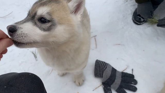 Щенки Хаски. Катаемся на собачей упряжке смотреть онлайн