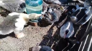 Холмогорские гусята/описание породы