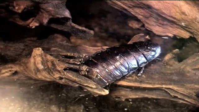 Animality Episode 3 смотреть онлайн