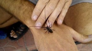 Жук усач, чем опасен, как бороться