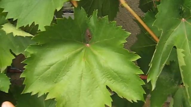 Помогите определить сорт винограда,Думаю Надежда АЗОС смотреть онлайн