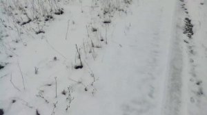 Проверка Силков на Куропатку