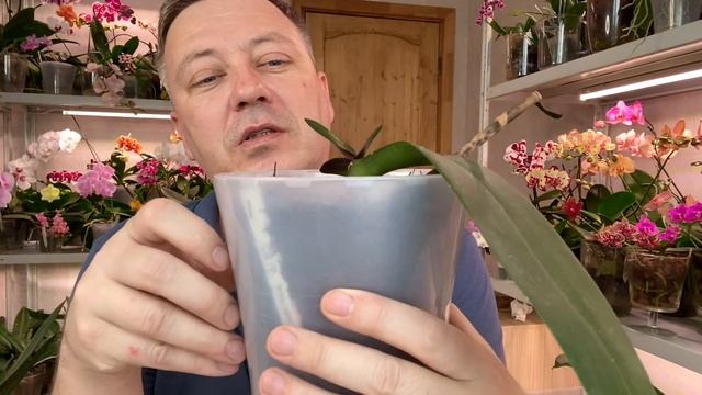 ОРХИДЕИ гниют в ЭТОМ или нет // ТРИФЕРН для орхидей