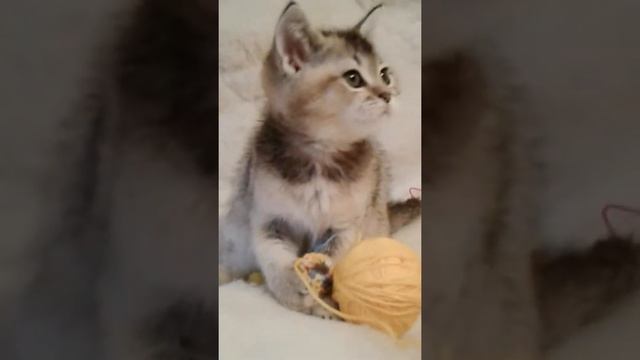 Котёнок - Золотая Шиншилла