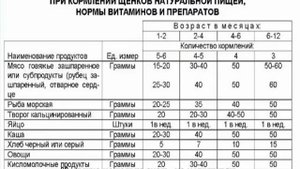 Прикорм щенков: когда можно подкармливать