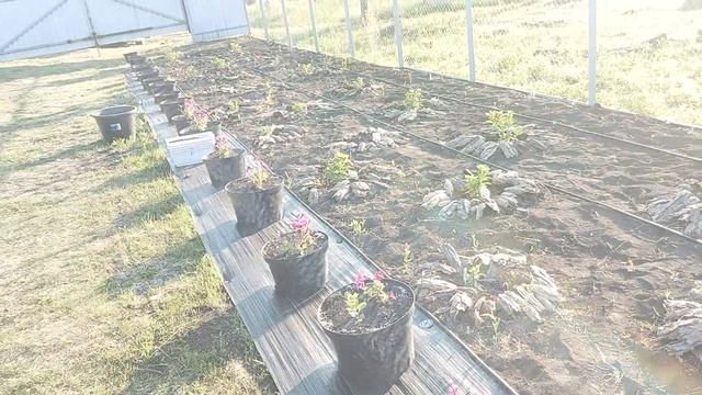 Сделали удобный полив для маточных кустов гортензий. ? смотреть онлайн