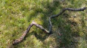 Разбираемся вместе: Как сделать террариум?