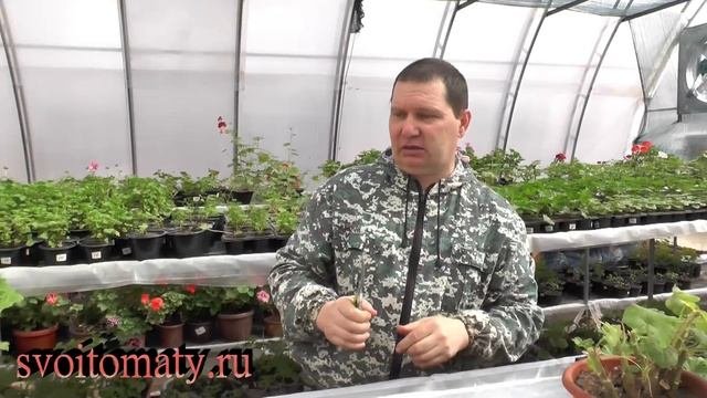 Формирование пеларгоний