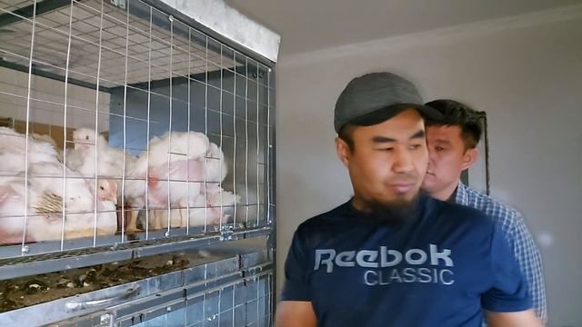 Закладка на 8500 яиц разной птицы