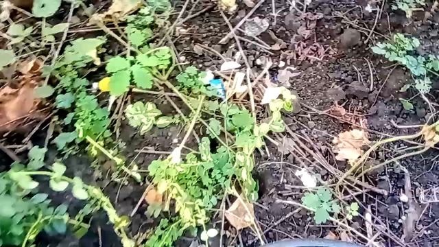 Размножение вечнозелёных бересклет и самшит смотреть онлайн