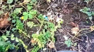 Размножение вечнозелёных бересклет и самшит