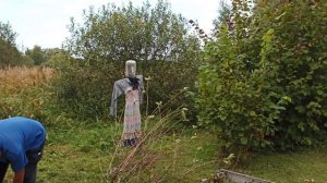 Москвичи на даче Пересаживаем вишню