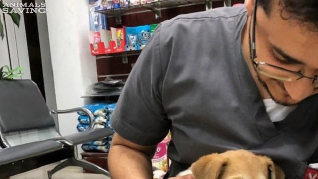 Услышав плач бездомного щенка, мужчина остановился, чтобы узнать, в чем дело смотреть онлайн