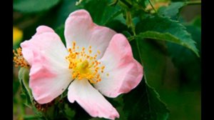 Flores de Bach n. 37  WILD ROSE (Rosa Silvestre o Escaramujo)