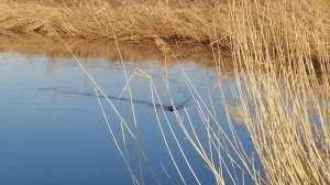 Наглая или непуганая ондатра..mp4