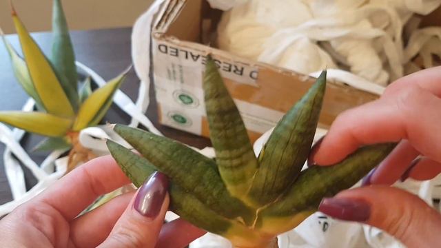 Распаковка сансевиерий из Индонезии. Радость и разочарование. Sansevieria from Indonesia./05.10.23