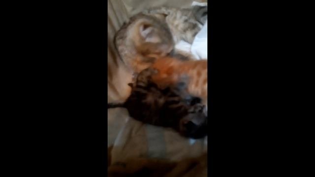 Котята