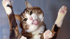 Кошачий юмор 😹: Смешные котики 2024 #4