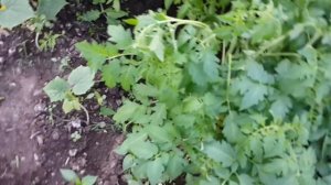 Высадка томатов из теплицы в грунт на кубани