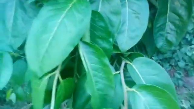 Хурма морозостойкая сорт Говерла. Переокулировка дикой вергинской хурмы спящим глазком. Кропивницки смотреть онлайн