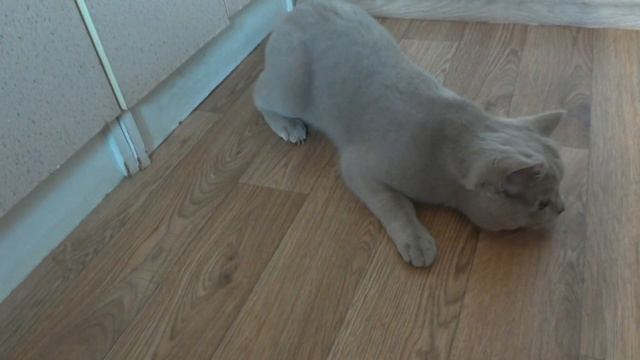 Факты о кошках и котах смотреть онлайн