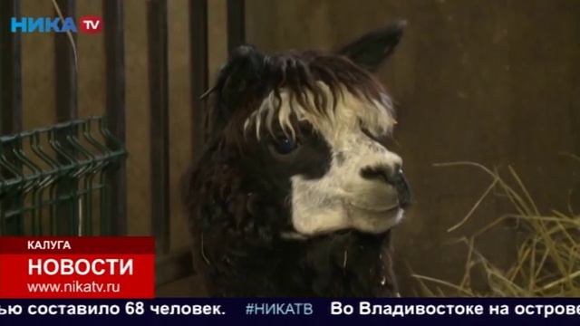 Забавные и трогательные истории зверей. Итоги 2019 года.