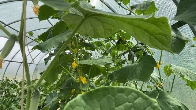 493❤️Кубань. Душно и жарко. Работаем в доме? смотреть онлайн