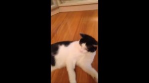 Чумка у Собак и Кошек Лечение в Домашних Условиях Elev8