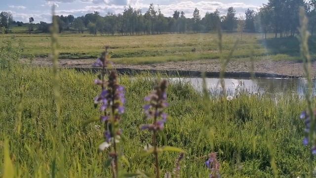 Релакс. Красивая природа. Сибирь. Алтайский край, речка Тальменка смотреть онлайн