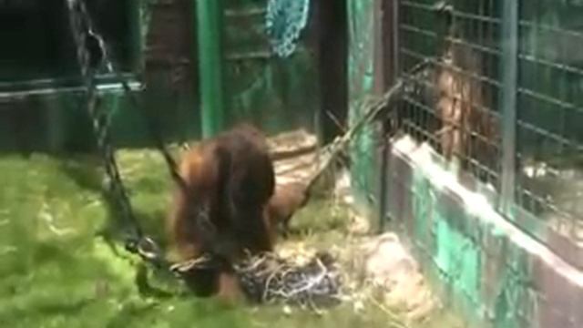 Зоопарк в Кирят Моцкин Хай парк Орангутанги смотреть онлайн