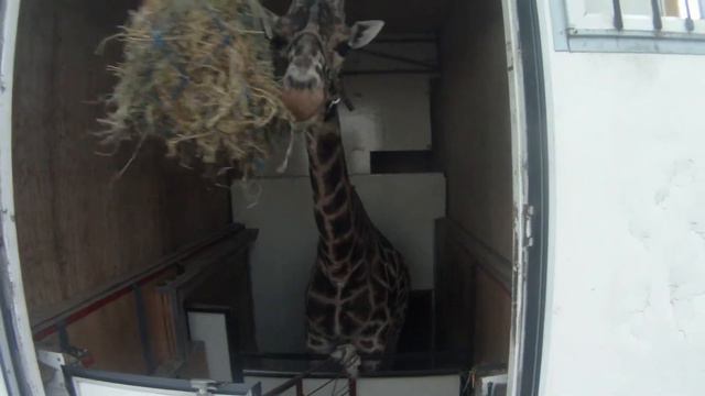 Жираф путешествует по территории Сочи смотреть онлайн