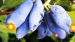 Жимолость съедобная. Краткий обзор, описание характеристик lonicera edulis сластена