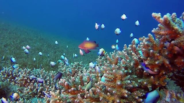 Шикарная музыка! Это лучшая музыка для души! Красивая Сергей Грищук ! смотреть онлайн