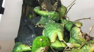 A Visit  with Hoya imbricata and Hoya maxima