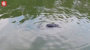 Как научиться плавать с нуля в реке| Без бассейна взрослому