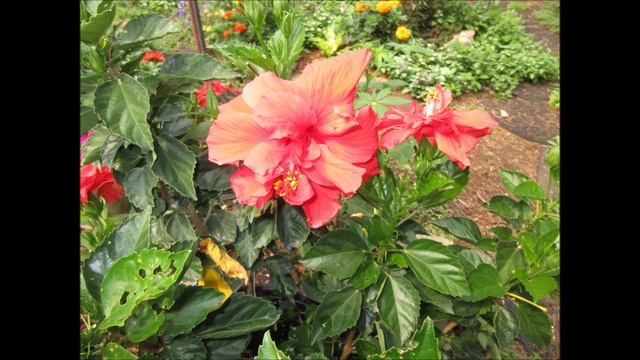 Tropical Notes Hibiscus Orange July 2021 смотреть онлайн