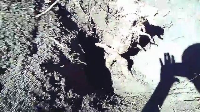 Выкорчевал корень винограда которому больше двадцати лет.