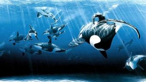 Ennio Morricone. Orca Theme