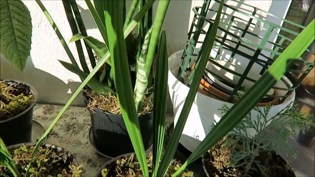 Мои экзотические растения: манго, гранаты, ананасы 3 смотреть онлайн