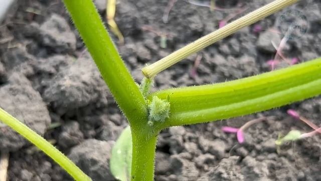 Всегда делаю это с Огурцами и урожай потом собираю с одного куста ведрами! Формировка огурца.