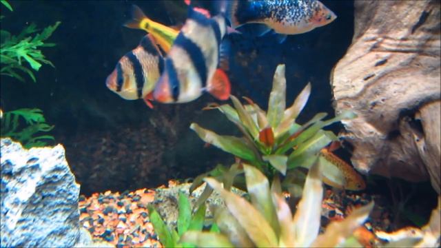 Tiger Barb Care, Info and How To (Puntius tetrazona) смотреть онлайн