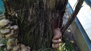 выращиваем вёшенки на пне.