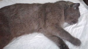 Сколько стоит стерилизац@я кота. Как все прошло и почему мы это сделали.