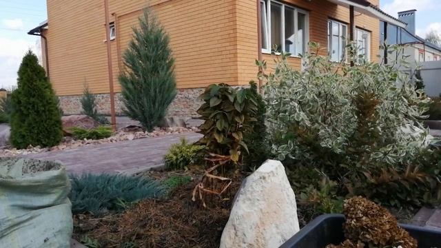 Подготовка гортензий к зиме !!!