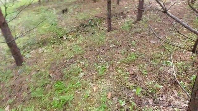 тихая фантастическая охота))