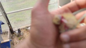 голубь убивает своего пискуна ! причина ?