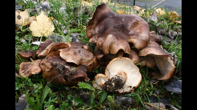 Tricholoma Populinum