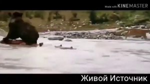 Когда душа твоя тоскует  христианская песня?