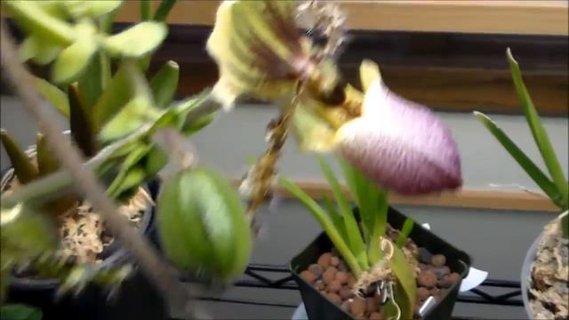 16-03-04 Paph Chamberlainianum Update смотреть онлайн